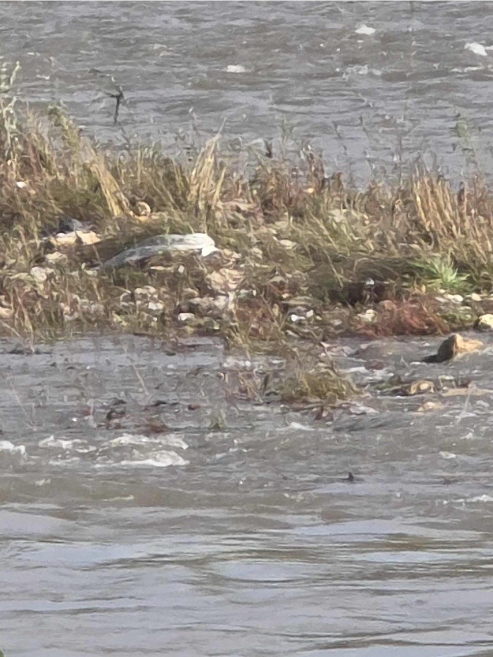 (ФОТО) Вардар преполн со ѓубре – мини депонии долж реката, отпадот плови низ Скопје