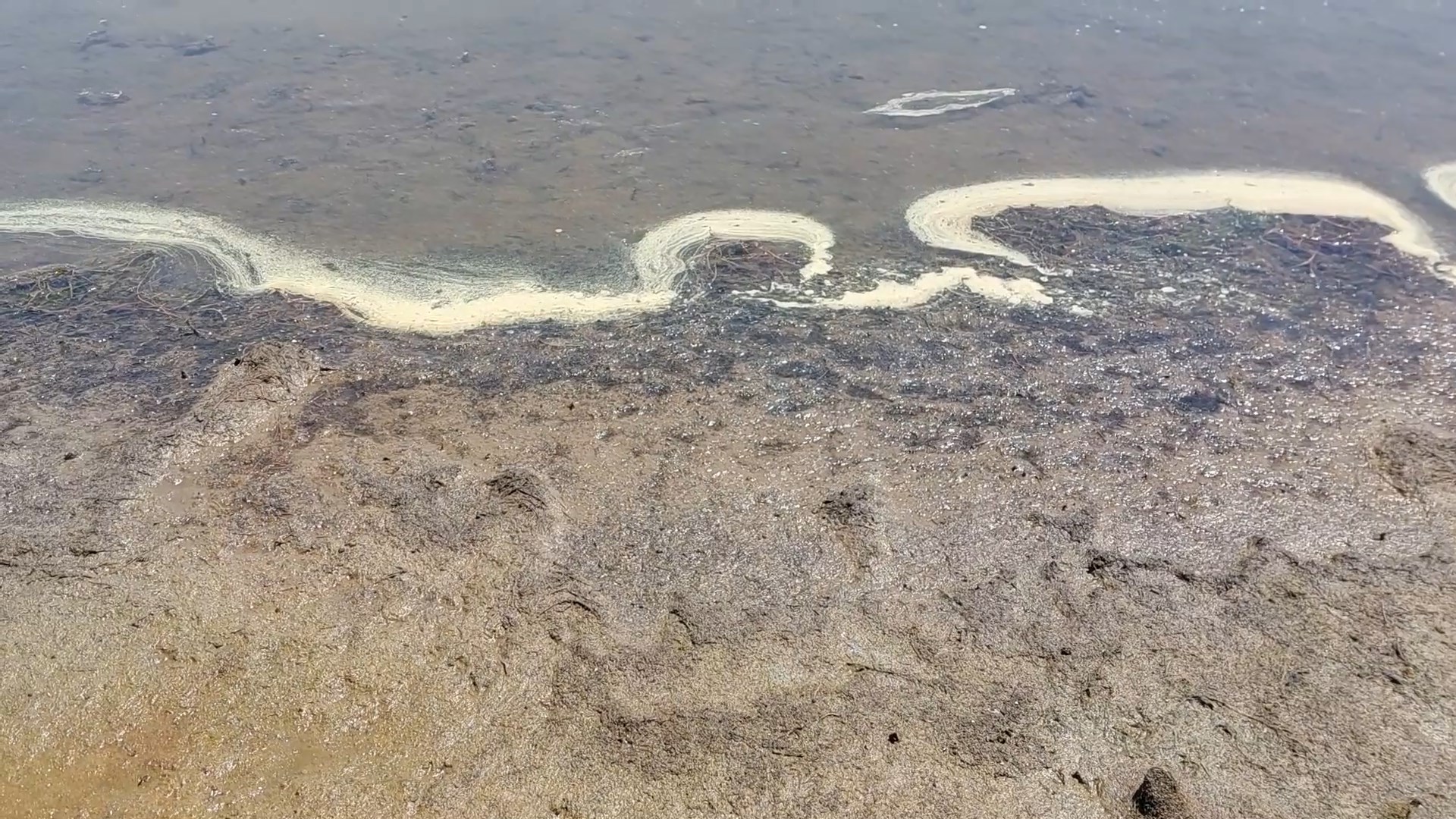 Загадувањето во Преспанското езеро е алармантно