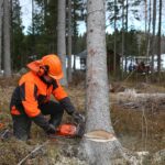 Алчноста за суровини ги уништува шумите во светот