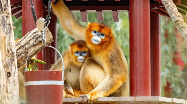 КИНА ИМ ЗАЈМИ РЕТКИ ЗЛАТНИ МАЈМУНИ НА ЕВРОПСКИТЕ ЗООЛОШКИ ГРАДИНИ, НАСЛЕДНИЦИ НА „ПАНДА ДИПЛОМАТИЈАТА“