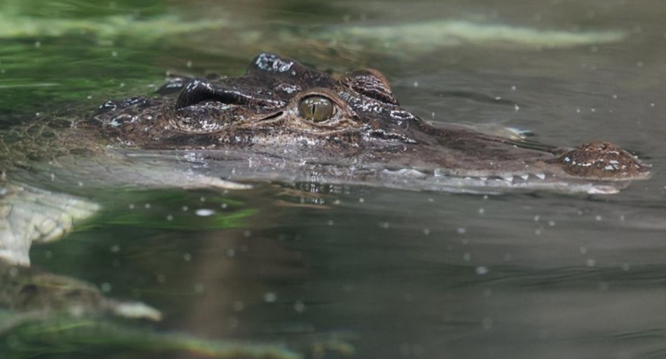 14-годишно момче нападнато од крокодил додека ловело риба во Австралија
