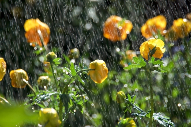 Како да ги зачувате растенијата за време на есенските дождови: Пет докажани совети