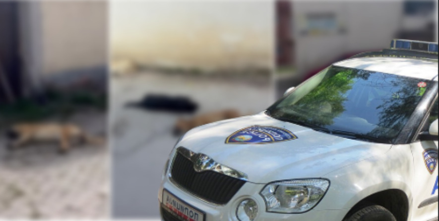 Масакрот на кучиња во Кичево не бил пријавен во МВР, полицијата постапува по допрен глас