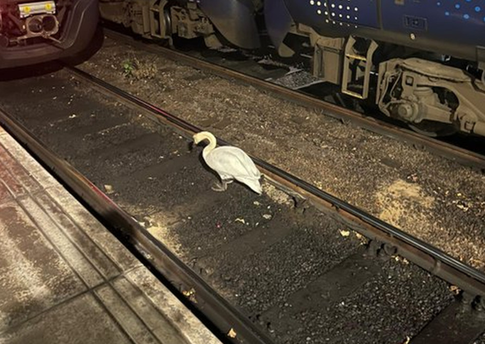 (Фото) Лебед го прекина железничкиот сообраќај во Шкотска неколку часа