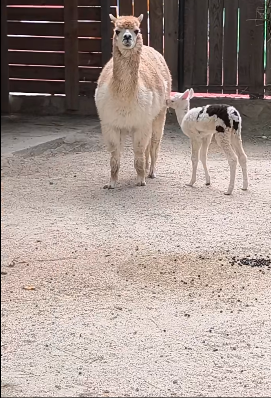 ЗОО Скопје: Се роди нова алпака од родителите Фелиција и Кенди