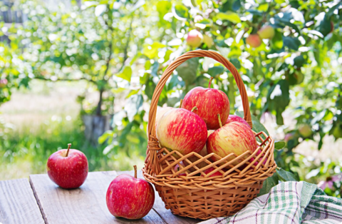 Јаболкото е најкорисното овошје за здравјето, ама не е сеедно во кој дел од денот го јадете