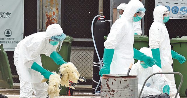 Птичјиот грип стигна и во Словенија