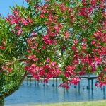 Кои се најотровните растенија во светот