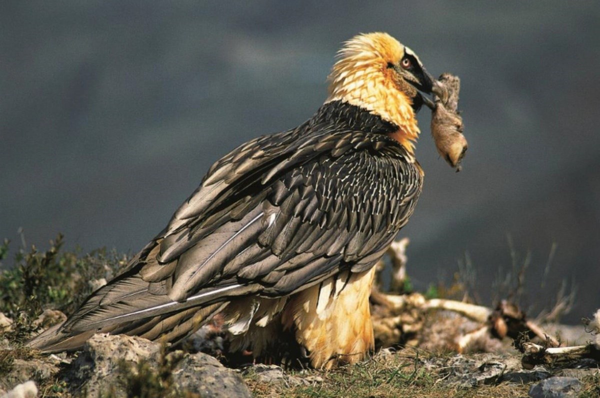 (ФОТО) Брадестите мршојадци со векови чувале предмети изработени од човекот во своите гнезда