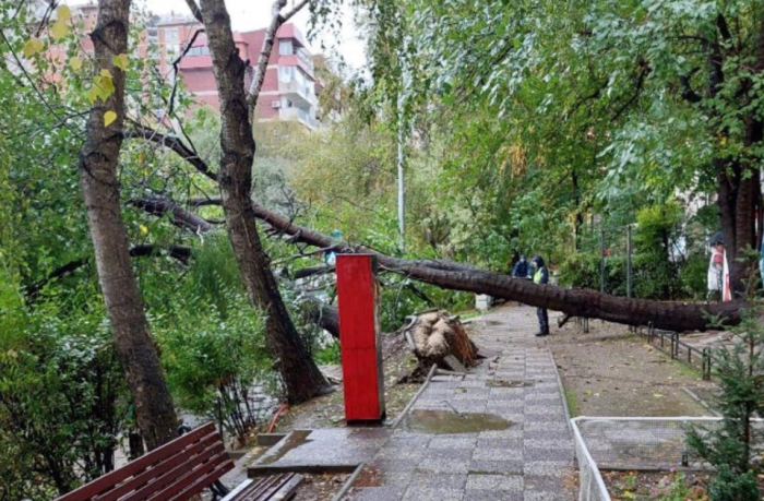 ПО СВАДБА ТАПАНИ ВО ЦЕНТАР: Се фалат дека расчистуваат паднати дрвја, кои за среќа паднале во недела кога блиското училиште не работи