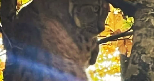 (Видео) Рис снимен во шума во Кичевско