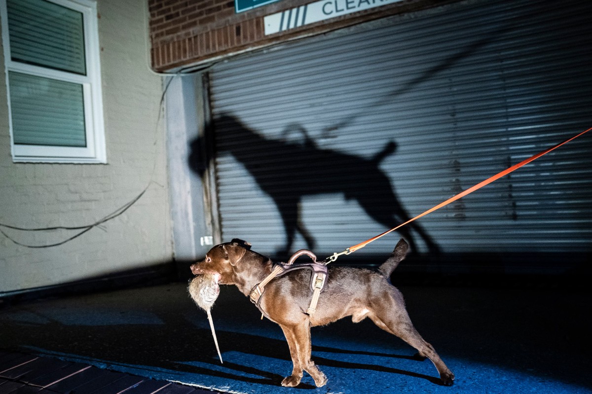 Кога градовите стануваат светилиште за стаорци: Во некои градови глодарите се повеќе бројни од луѓето! Дали и Скопје оди натаму?