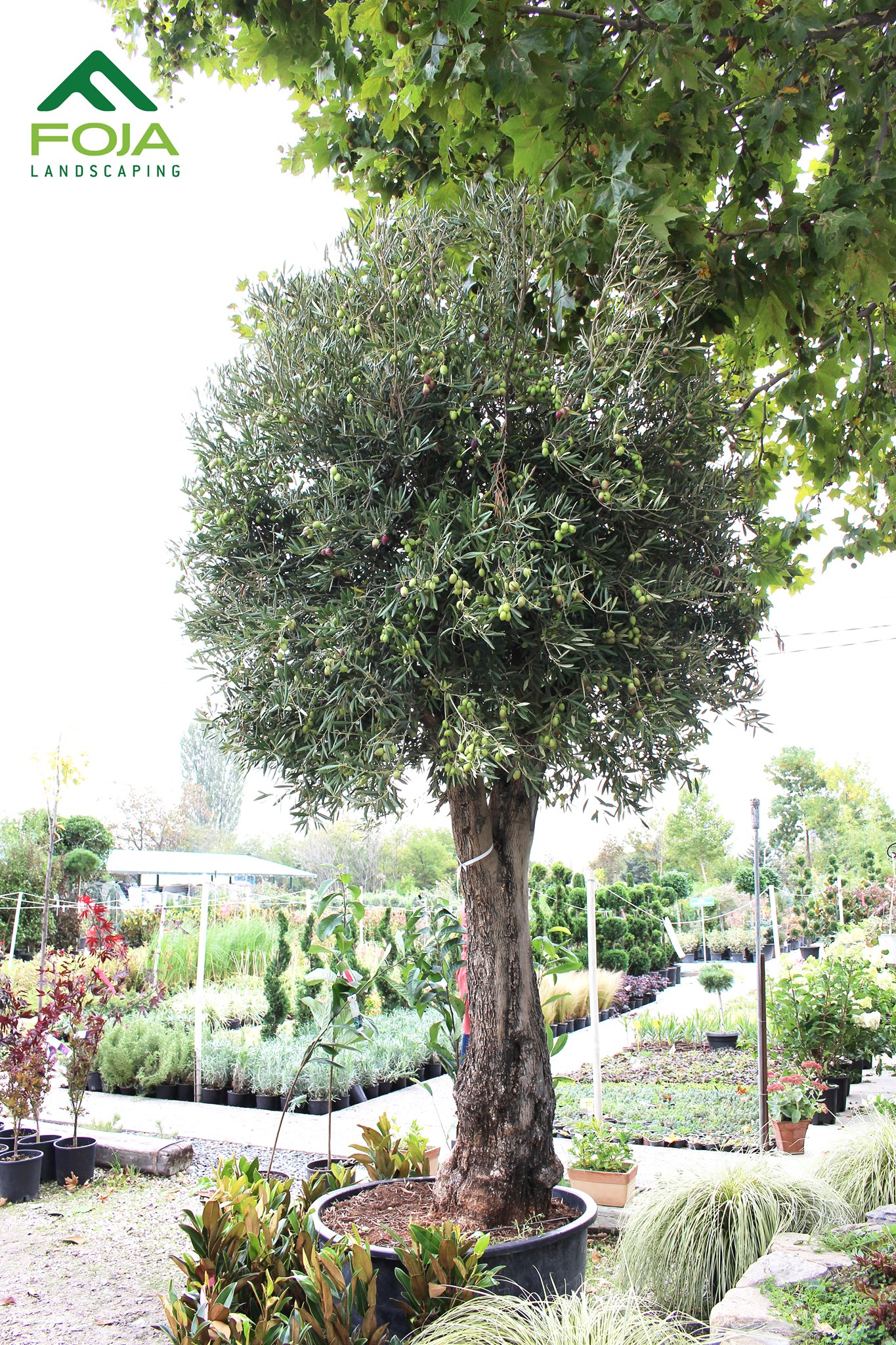 Зошто оваа сабота треба да дојдете во ФОЈА?