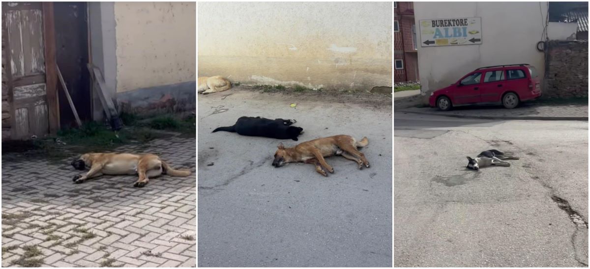 Десеттина бездомни кучиња отруени вчера близу училиште во Кичево