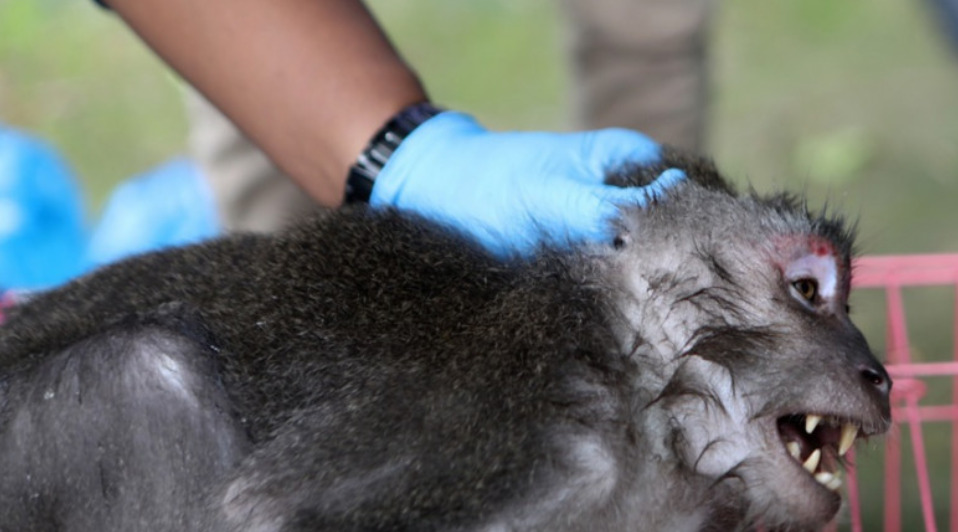 Мајмуни заразени со хепатитис Ц и Ковид избегаа по сообраќајна несреќа: американските власти започнаа истрага