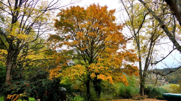 Пет видови дрвја што никогаш не треба да се садат во близина на куќа