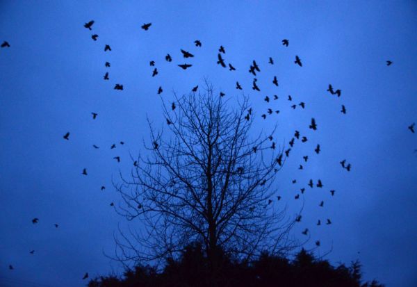 Затемнувањето на Сонцето во 2024 година необично влијаело врз птиците