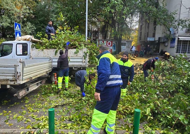 Две дрвја паднале кај ОУ „Киро Глигоров“, се работи на нивното отстранување