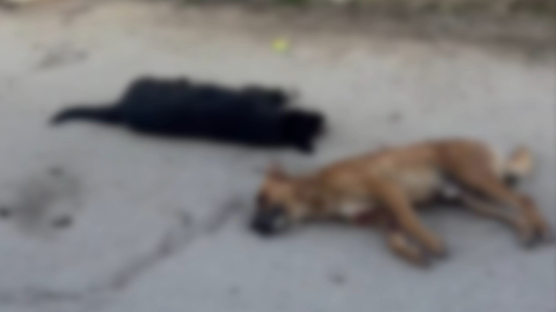 40 кучиња скитници отруени во Кичево, здруженијата бараат одговорност