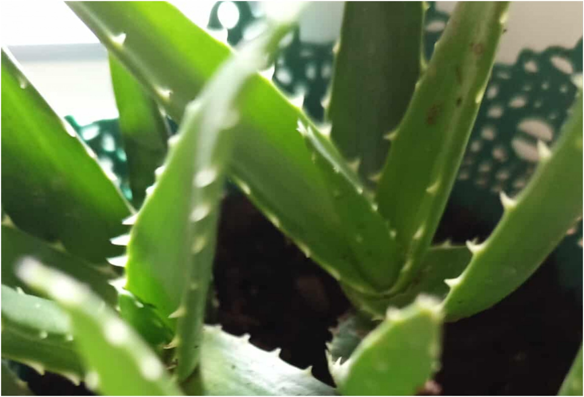 Оваа билка како ласер ги брише сите лузни, изгореници и стрии, а кожата се подмалдува: Вистински дар е од природата