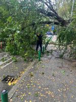 Паднаа дрвја врз улица во Капиштец, прекинат сообраќајот кај училиштето „Киро Глигоров“