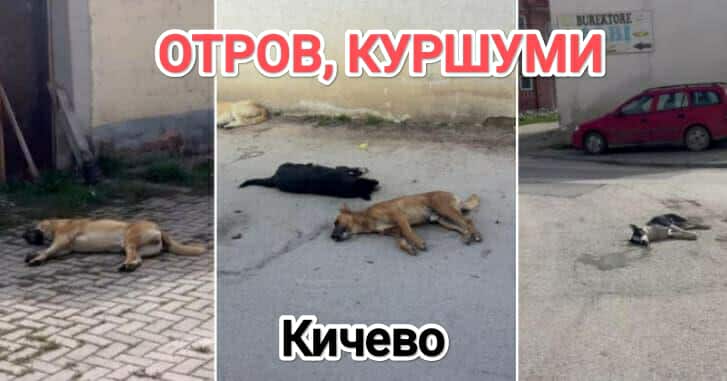 Молк по масакрот во Кичево: Се бара истрага за труењето на над 40 кучиња