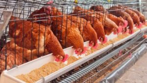 Во следната деценија во светот ќе расте потрошувачката на живинарско месо