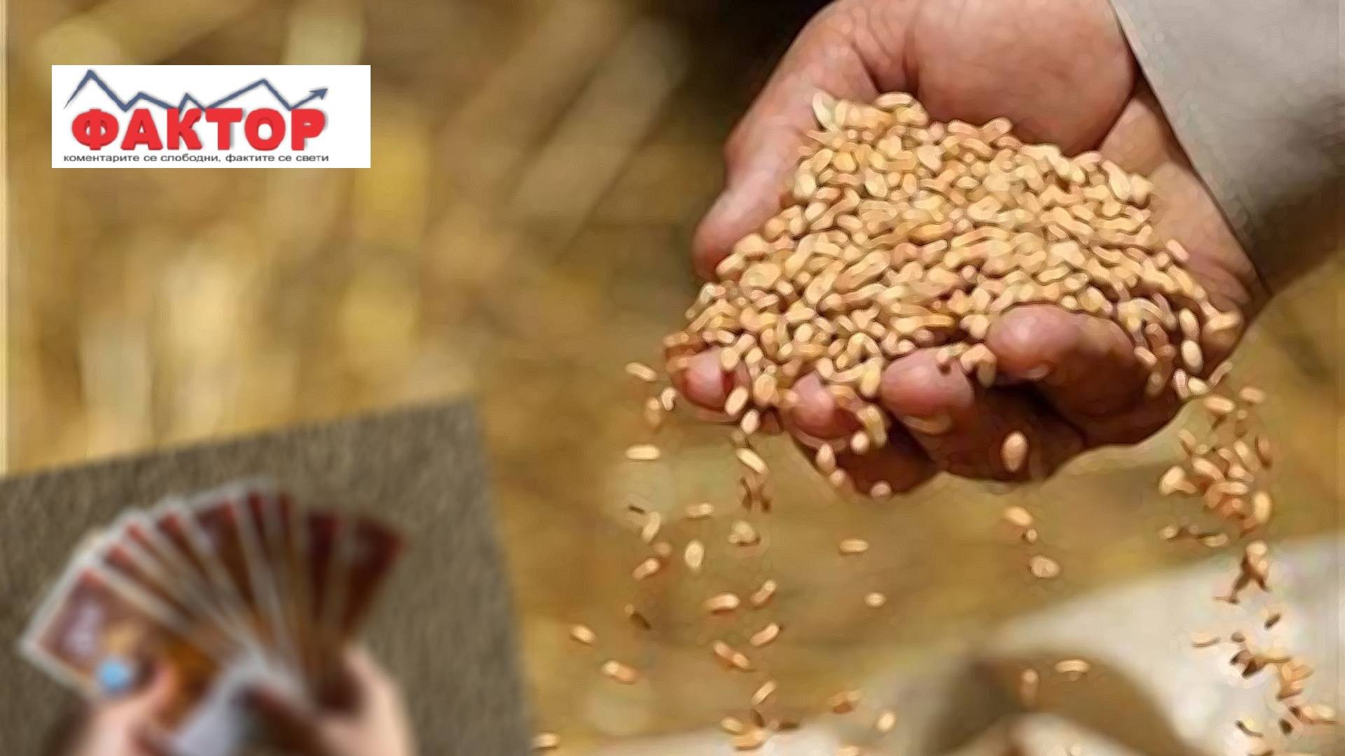 ЖИТО ПОЛОГ СО ПАД ВО ПРОДАЖБАТА: загубите надминуваат 500 илјади евра, еве какви мерки планираат за надминување на состојбите