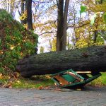 СИЛЕН ВЕТЕР КОРНЕШЕ ДРВЈА НИЗ БИТОЛА