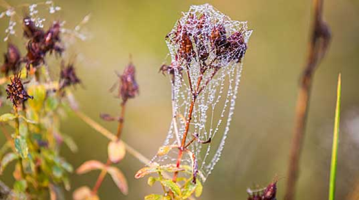 Утрово минусни температури во Берово и Струмица