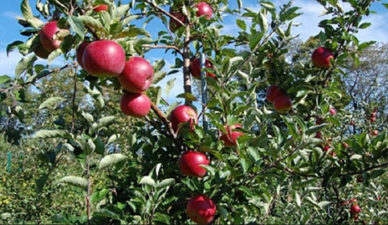 Ги извезуваме јаболката, а потоа увезуваме сок како готов производ