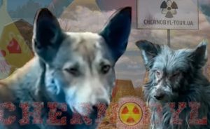 (ВИДЕО+ФОТО) ШОК ВО ЧЕРНОБИЛ – Сини кучиња: „Беа нормални пред 7 дена“