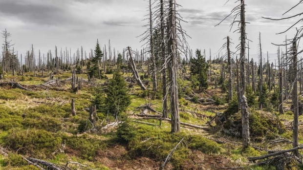 Најнови извештаи: Шумите ширум светот се во очајна состојба