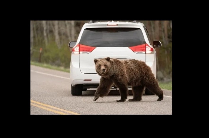 Мечка прошета по главниот булевар на Дебар – предупредување за внимателност