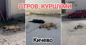 „Анима Мунди“ со обвинување до градоначалникот Фатмир Дехари за 40 убиени кучиња во Кичево