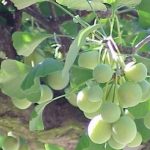 Растението кое се препорачува за лица кои се болни од астма, склони на алергија и со намалена концентрација