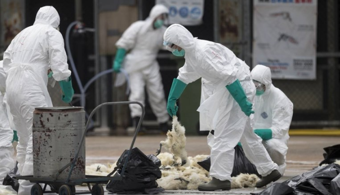 Птичји грип се шири брзо во Германија