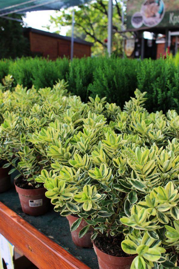 9 ВИДОВИ РАСТЕНИЈА КОИ ЌЕ ЈА РАЗУБАВАТ ЕСЕНСКАТА ГРАДИНА …СО ФОЈА