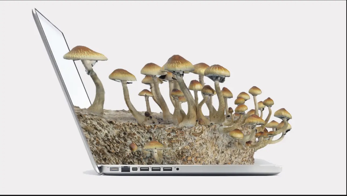 Компјутери од печурки: Научниците развија микрочипови од габичен мицелиум