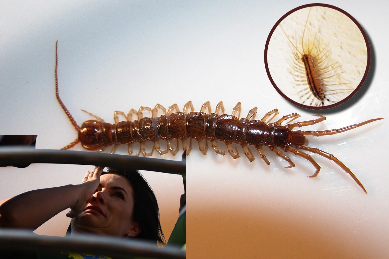 Отровот предизвикува силни болки и се шири низ целото тело: Сања раскажува за голготата што ја поминала со стоногалките во нејзиниот дом