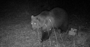 Откако мечка се појави на булеварот во Дебар: Не трчајте, побрза е од вас