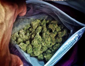 Запленети 130 килограми марихуана на Табановце