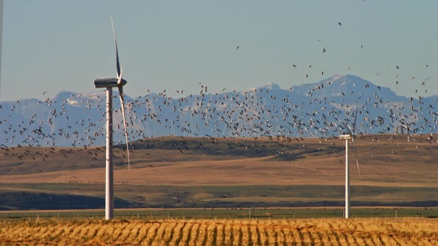 Нови технологии ги спасуваат птиците од судир со ветерните турбини