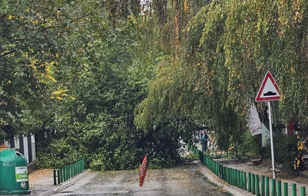 (Фото): Утрово дрво падна пред влезот на основното училиште „Киро Глигоров“