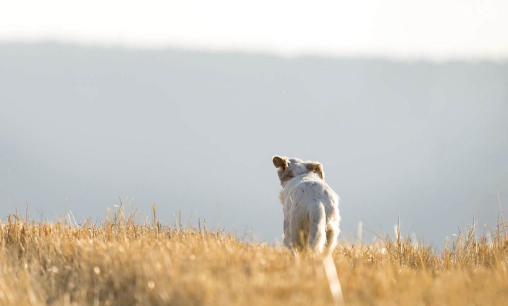 Молк по масакрот во Кичево кадешто беа убиени над 40 кучиња, активистите бараат истрага и одговори од градоначалникот Дехари
