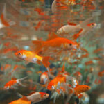 Време е за аквариум