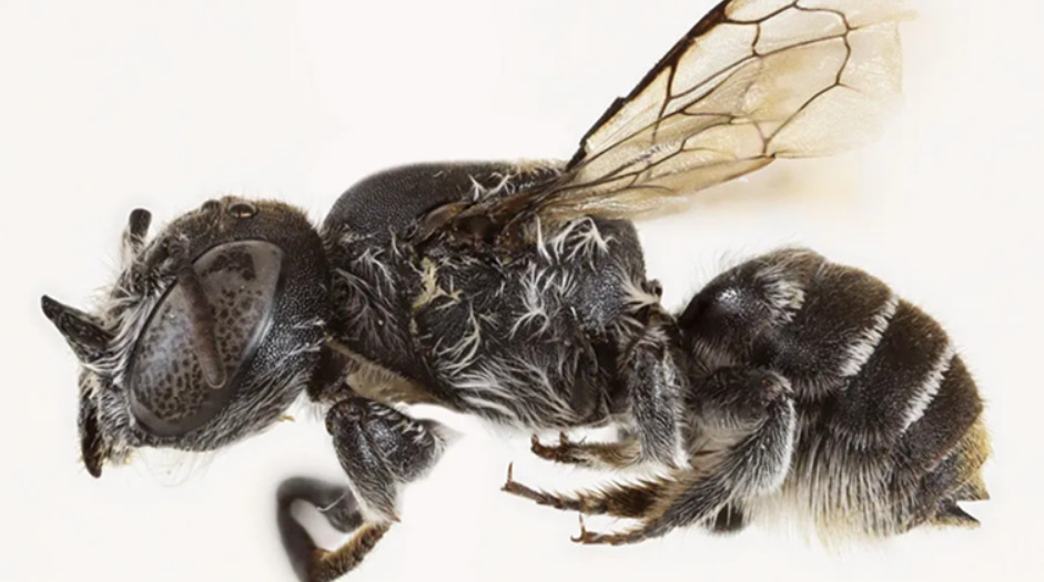 (Фото) Пчела „Луцифер“ пронајдена во Австралија