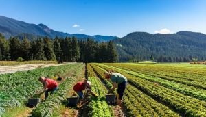 Земјоделците без застој во плаќањата, ИПАРД 3 проверките се во тек- назначен нов директор