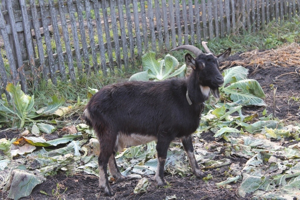 Зошто козјото млеко е вистинскиот „еликсир на животот“ ? Својства, придобивки, разлики од кравјото