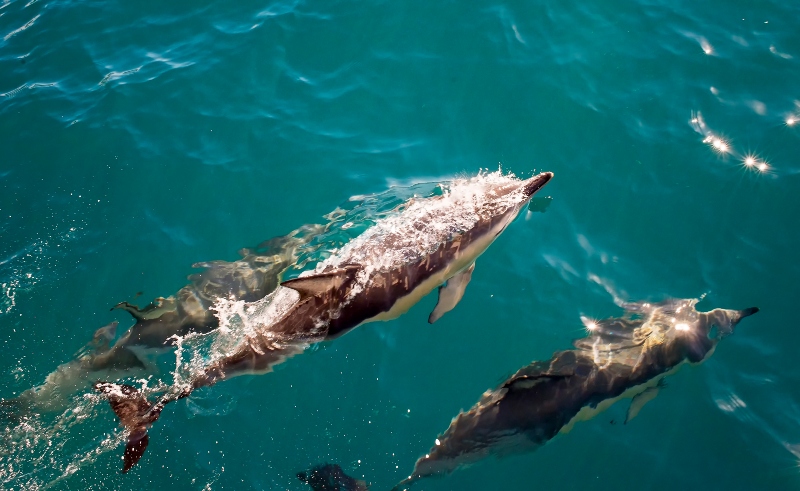 Амазонските езера станаа потопли од џакузи – тоа предизвика помор на стотици делфини